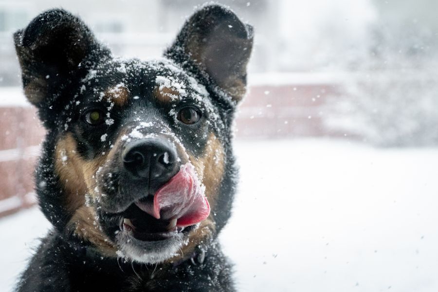 Hund Schnee Winter